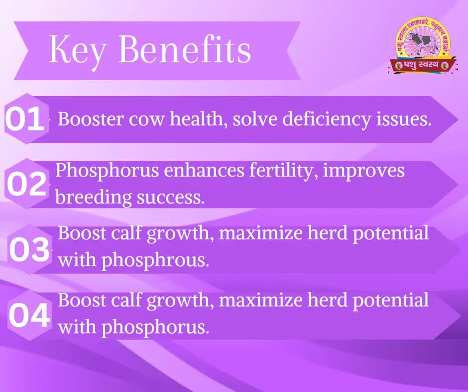 PASHU SVASTH FRS GOLD POWDER, Natural Phosphorus Supplement For Cow And Buffalo - Image 2