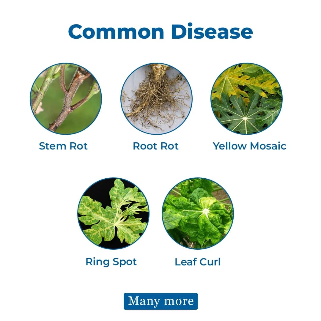 YK Laboratory Chilli Virus Special (Immuno 1 ltr + Enviro 1 ltr + Cyto Plus 550 ml) - Image 3
