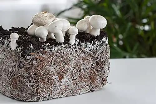 SporeKart White Button Mushroom Culture In Test-Tube, 100 % Clean, Ideal For Spawn Production. - Image 4