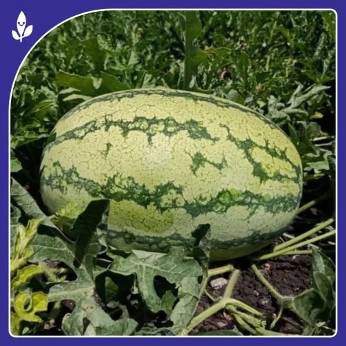 Sagar Turbo Watermelon Seeds - (Tarbuj Seeds) High Yield, Disease Resistance, Strong And Vigorous Growth