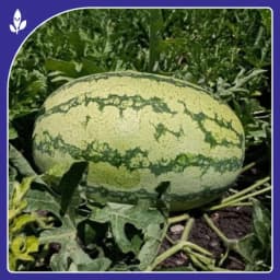 Sagar Turbo F1 Hybrid Watermelon, High Yield, Disease Resistance, Strong And Vigorous Growth 2