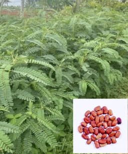 SRI SAI FORESTRY - Sesbania Grandiflora (Agati) Fodder Seeds , Humming bird Tree Seeds, Livestock Food Seeds 5