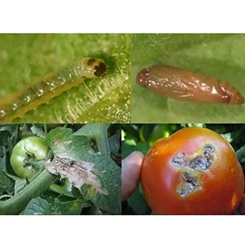 HEDO Tuta Pheromone Lure With Delta Trap (Tuta Absoluta) To Control Leaf Miner In Tomato, Cherry Tomato And Potato - Image 6