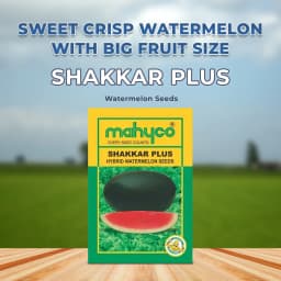 Mahyco Water Melon Seeds Hybrid Shakkar Plus, Very Sweet, Ice Box Segment Fruits 2