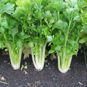 Urja Self Blanching Celery Seeds, Suitable For Smaller Garden, Best In Germination - Image 2