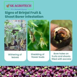 SK Agrotech Leucinodes Orbonalis (Brinjal Fruit and Shoot Borer) Pheromone Trap With Lure - Effective Pest Management Solution 13
