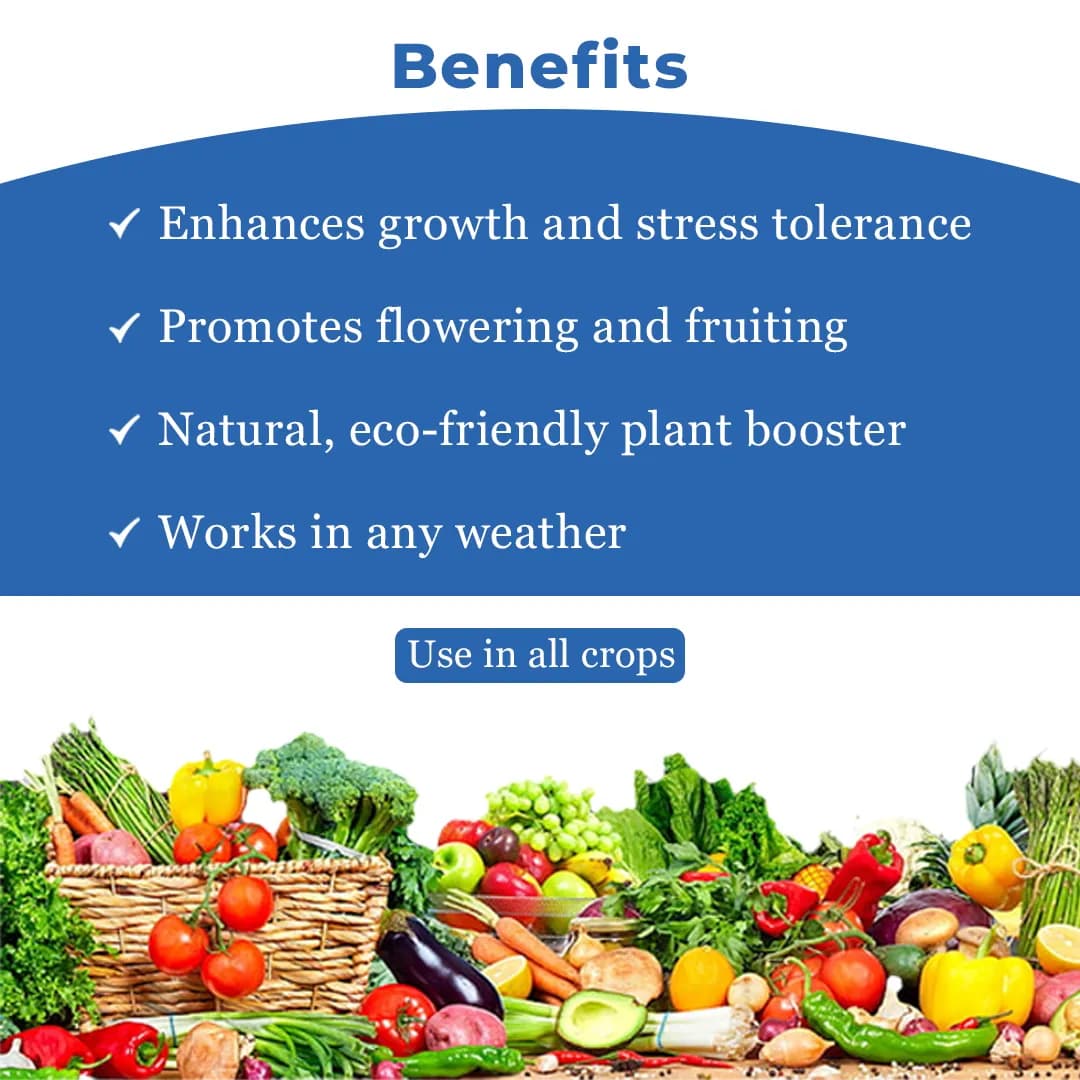 अकाडियन गोल्डस्टार बायोस्टिमुलेंट, ऐस्कोफाइलम नोडोसुम समुद्री शैवाल अर्क, पौधों के एबायोटिक तनाव को बढ़ाता है - Image 4