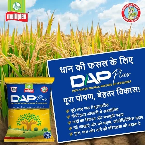 Multiplex DAP Plus Nitrogen 18%,Phosphorus 46% & Boron 0.25% Water Soluble Fertilizer, Improves Root Growth, Branching, Flowering For All Crops - Image 2