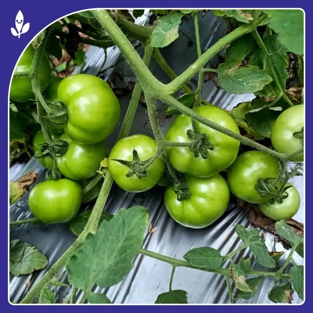Sagar Tulsi F1 Hybrid Tomato Seeds, High Yield, Wide Adaptability, Oblate Flat Round Fruits - Image 3