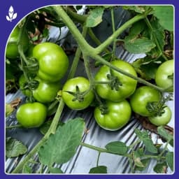 Sagar Tulsi F1 Hybrid Tomato Seeds, High Yield, Wide Adaptability, Oblate Flat Round Fruits 3