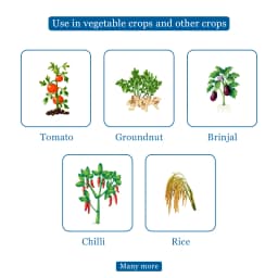 BACF ILEX Imidacloprid 30.5% SC Insecticide, Contact And Stomach Action, Best For Sucking Pest 4