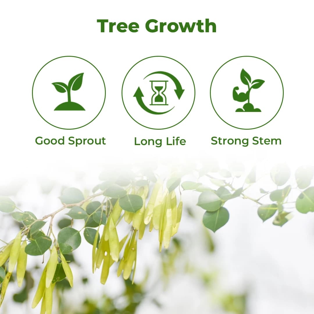 श्री साई फॉरेस्ट्री - शिशम वृक्ष के बीज (उत्तर भारतीय रोज़वुड), कठोर लकड़ी के बीज - Image 3