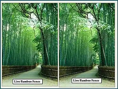 RK Seeds Bamboo Seeds , Also Know As Male Bamboo , Solid Bamboo , Calcutta Bambo Dendrocalamus strictus, Dendrocalamus ,Hard Bamboo , Iron Bamboo - Image 3