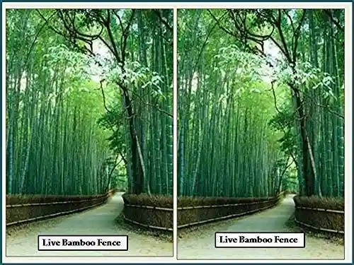 RK Bamboo - Dendrocalamus Strictus Seeds