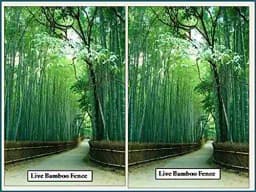 RK Seeds Bamboo Seeds , Also Know As Male Bamboo , Solid Bamboo , Calcutta Bambo Dendrocalamus strictus, Dendrocalamus ,Hard Bamboo , Iron Bamboo 3