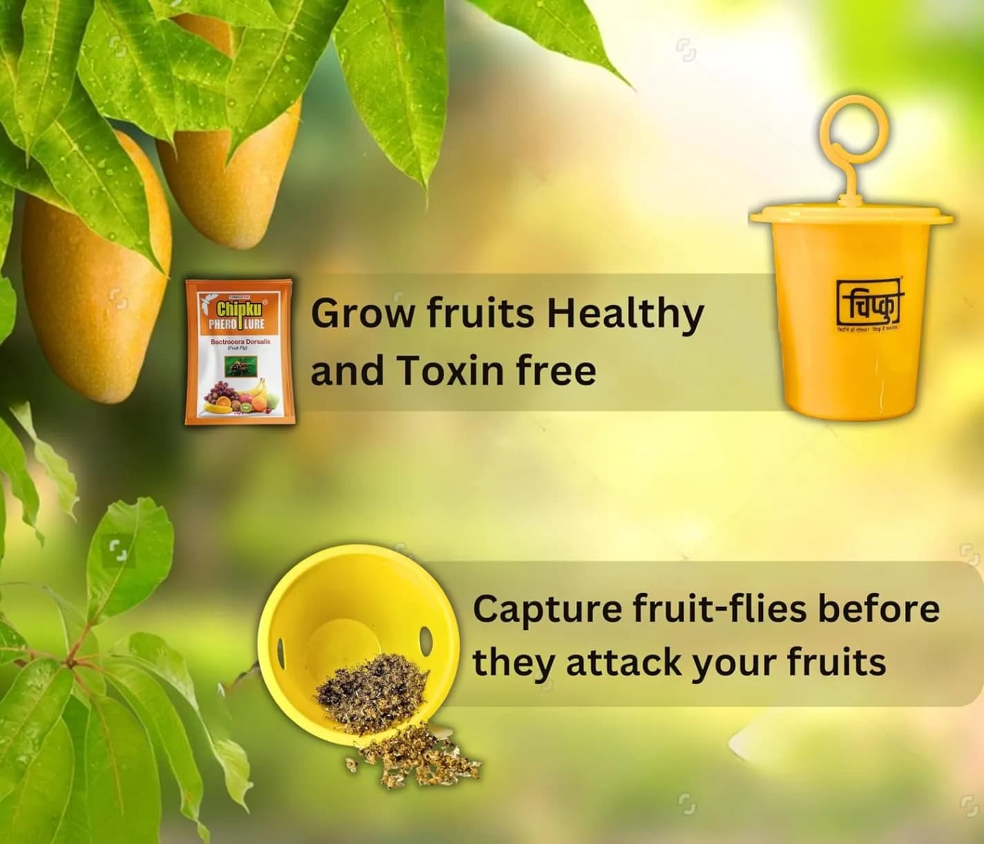 Chipku Pheromone Ecomax Trap With Fruit Fly Lure (Bactrocera Dorsalis), Attracts Targeted Pest Only, For Fruit and Vegetables Crops - Image 3