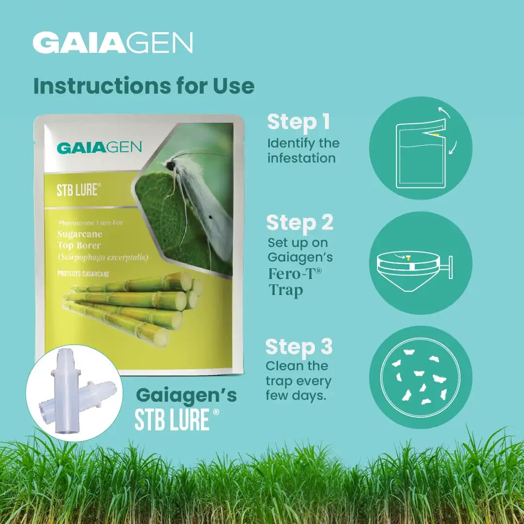 GAIAGEN Pheromone Funnel Trap and Lure For Sugarcane Top Borer (Scirpophaga excerptalis) And Insect Funnel Trap Combo pack - Image 5
