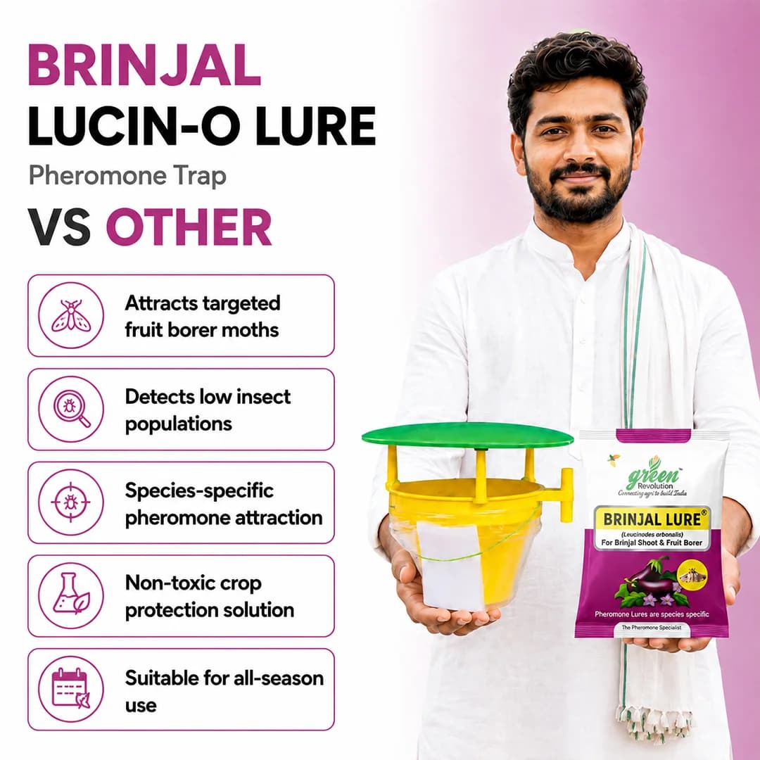 ಗ್ರೀನ್ ರೆವಲ್ಯೂಷನ್ ಫನಲ್ ಟ್ರ್ಯಾಪ್ & ಬದನೆ ಲ್ಯೂರ್ - ಲ್ಯೂಸಿನೋಡ್ಸ್ ಆರ್ಬೊನಾಲಿಸ್ - Image 9
