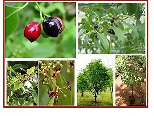 RK Seeds Sandalwood Seeds (Santalum Album), Sreegandha, White Chandan Seeds For Planting Sandalwood Plantation, Easy To Grow With Basic Care