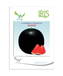 Iris Hybrid Fruit Seeds F1 Hybrid Watermelon Hakim - Sugar Baby Type, Tarbooj Ke Beej 2