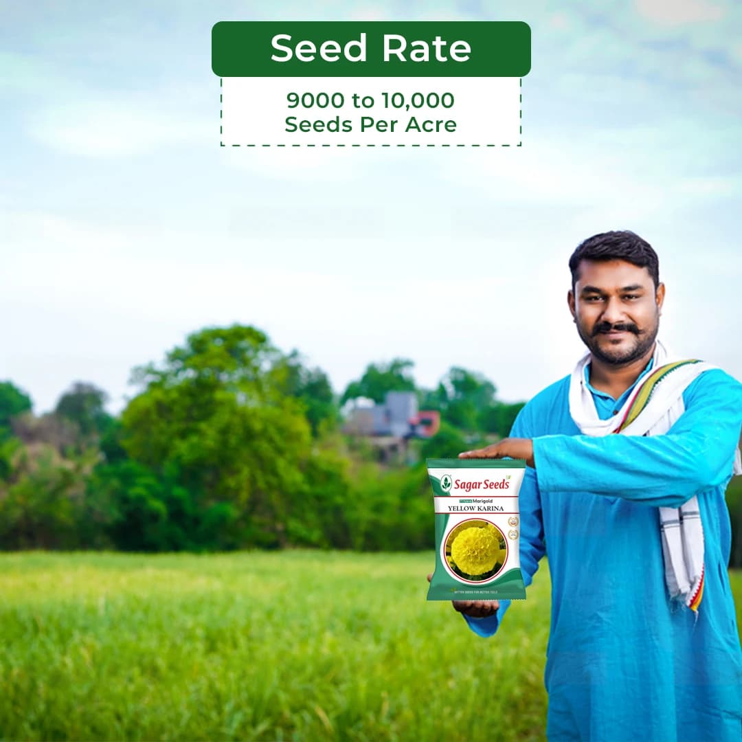 Sagar Yellow Karina F1 Hybrid Marigold Seeds, Deep Yellow, Ball-Shaped Flowers, High Yield Variety - Image 5