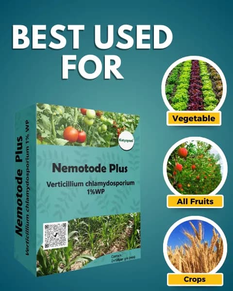कात्यायनी नेमोटोड प्लस वर्टिसिलियम क्लैमाइडोस्पोरियम 1% डब्ल्यूपी, प्रभावी नेमाटोड प्रबंधन के लिए जैविक नियंत्रण एजेंट - Image 3