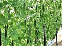 Iris IHS-135 F1 Hybrid Bitter Gourd Seeds, Vegetable Seeds, Dark Green Color 7