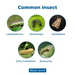 IPL Daman Beauveria Bassiana Bio Insecticide, Effective Control of Root Borer, Caterpillars & Sucking Pests 3