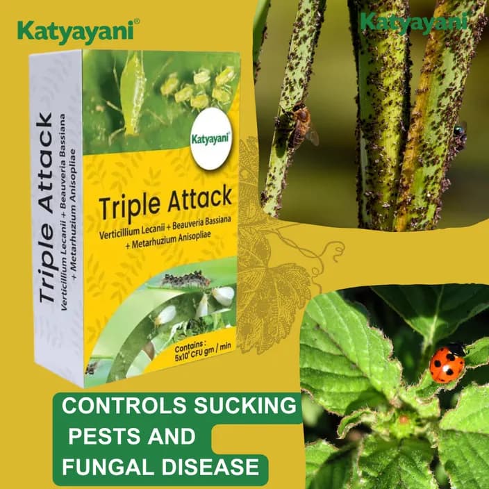 कात्यायनी ट्रिपल अटैक जैव कीटनाशक, वर्टिसिलियम लेकेनी, ब्योवेरिया बैसियाना और मेटारहिजियम एनीसोप्लिए का मिश्रण - Image 5
