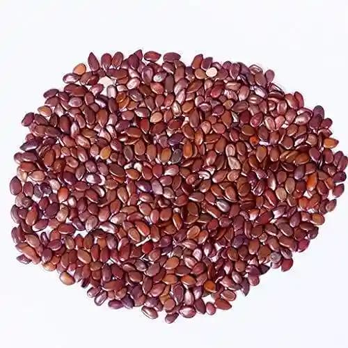 RK Seeds Subabul Tree Seeds , Subabul Fodder cattle Seed , Subabul , Safed Babool , Soundal , Fodder Seeds , Leucaena Leucocephala,River tamarind - Image 3