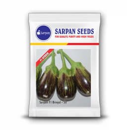 Sarpan F1 Brinjal-50 Hybrid Seeds, For all Season, Green Purple Strips In Color 2