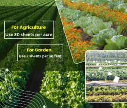 Chipku A5 White Sticky Trap For Insects, Useful for Farming Outdoor and Gardening (Size 150 MM x 200 MM) 9