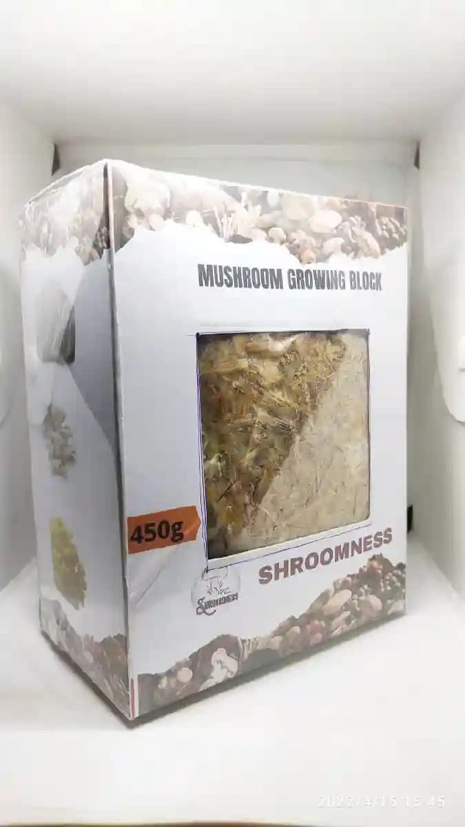 SporeKart Shitake Mushroom Block, For Perfect Gift - Unique And Useful. - Image 4