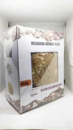 SHROOMNESS Shitake Mushroom Block, For Perfect Gift - Unique And Useful. 4