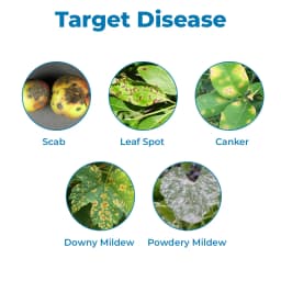 Katyayani K-Bordeaux Mixture Fungicide, Effectively Prevents Fungal Diseases. 3