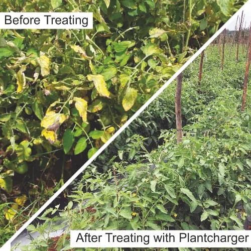 बैरिक्स प्लांटचार्जर, ऑर्गेनिक प्लांट न्यूट्रिशन मिक्स्चर, इम्यूनिटी में सुधार करता है। - Image 4