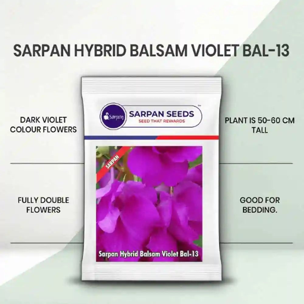 Sarpan Balsam-13, Dark Violet Double Flowers, Best For Terrace Gardening, Good for Bedding