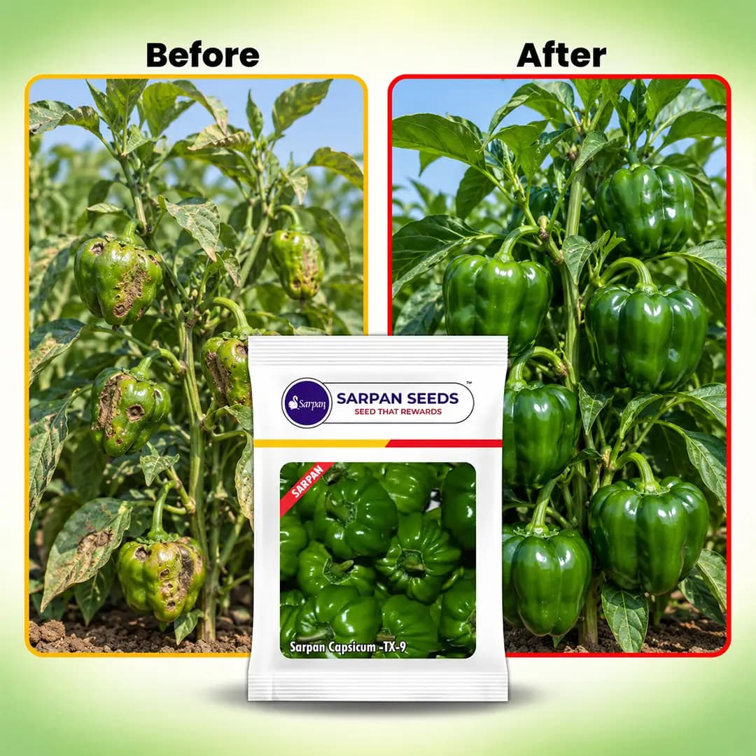 Sarpan Capsicum TX-9 - Shimla Mirch Seeds - Image 6