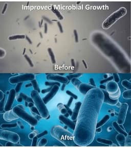 Humate India Organic Advanced Seaweed Extract Minerals, Organic Fertilizer, 100% Natural 3