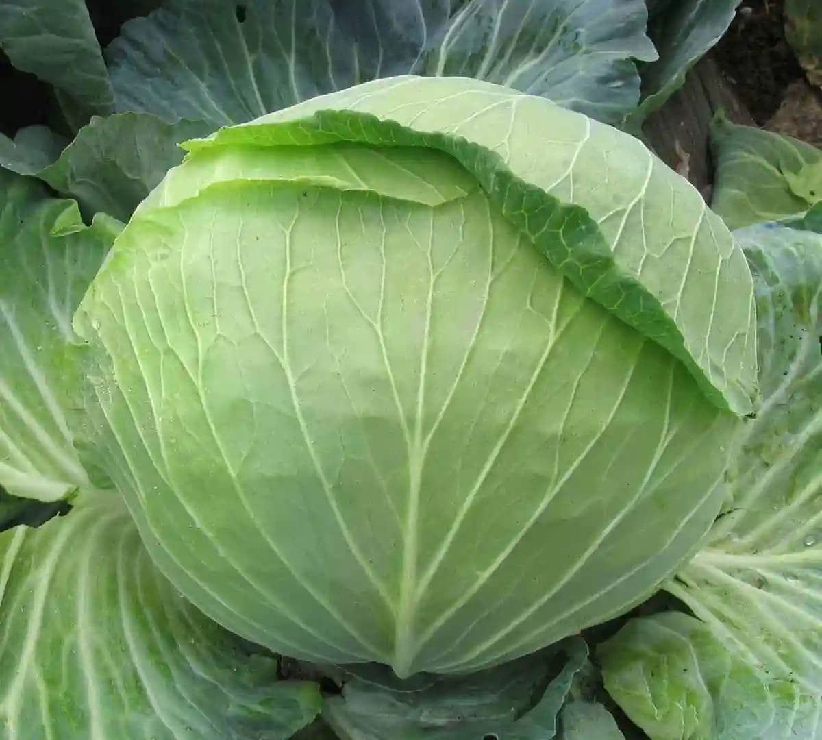 Urja New Green Star, OP Cabbage Seeds, Greyish Green Color, Round Head - Image 2