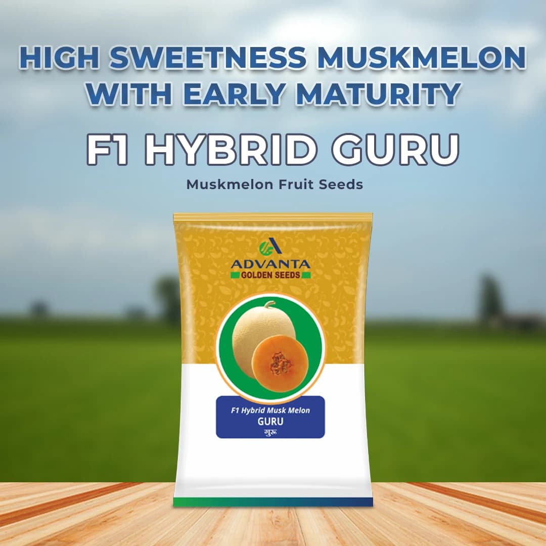 Advanta F1 Hybrid Guru Muskmelon Fruit Seeds, Round and Deep Organge Fruit - Image 2