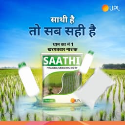 UPL Saathi Pyrazosulfuron Ethyl 10% WP Herbicide, Pre Emergence Systemic Weedicide Used in Paddy Crop to Control Grasses and Broad Leaf Weeds 6