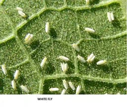 Gharda Mahaveer SC Fipronil 5% SC Insecticide, Controlling Lepidopteran Pests in Major Crops 2