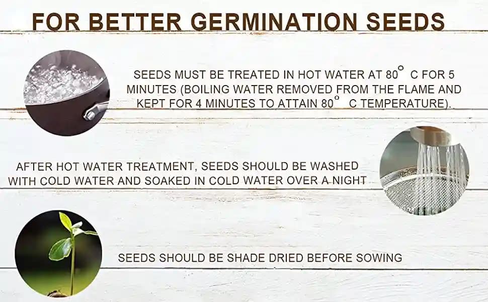 SK International Hedge Lucerne Seeds (Velimasal, Dasrath Grass Seeds) For Cattle Fodder - Image 6