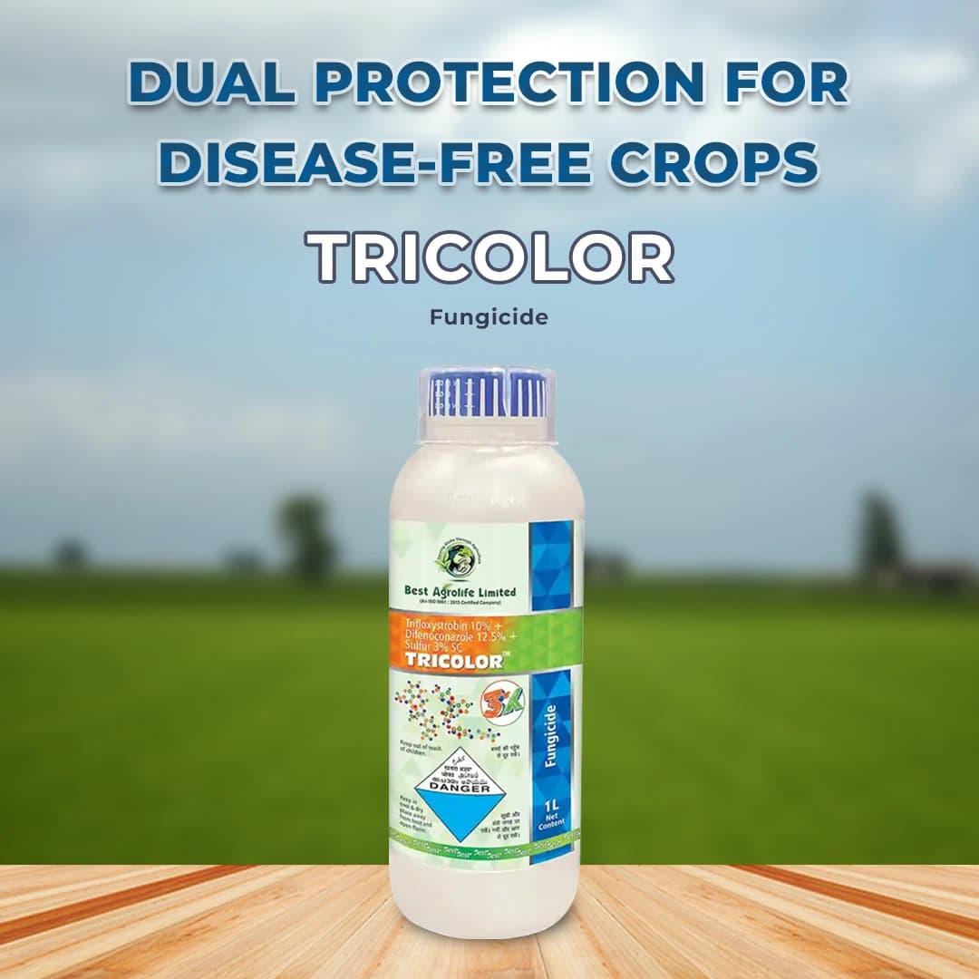 Best Agrolife Tricolor Trifloxystrobin 10% + Difenoconazole 12.5% + Sulphur 3% SC Fungicide with Prophylactic, Curative and Eradicative Action - Image 2