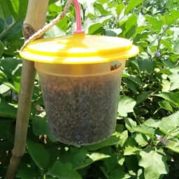 Barrix Catch Vegetable Fly Trap Set, Pheromones Trap and Lure, Easy to assemble And Use. Imported Para Pheromone Lure, Bactrocera Cucurbitae 5