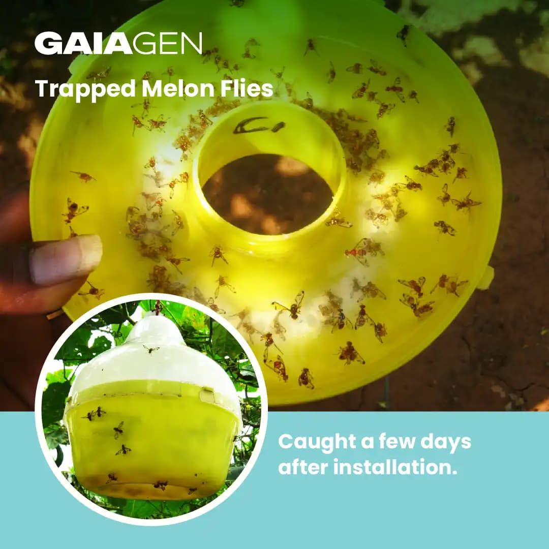 Gaiagen Pheromone Lure For Melon Fly (Bactrocera Cucurbitae) And Insect Fly Trap, IMO Certified. - Image 7