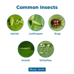 Adama Acemain Acephate 75% SP, For Effective Control Of Wide Range Of Chewing And Sucking Pest 3