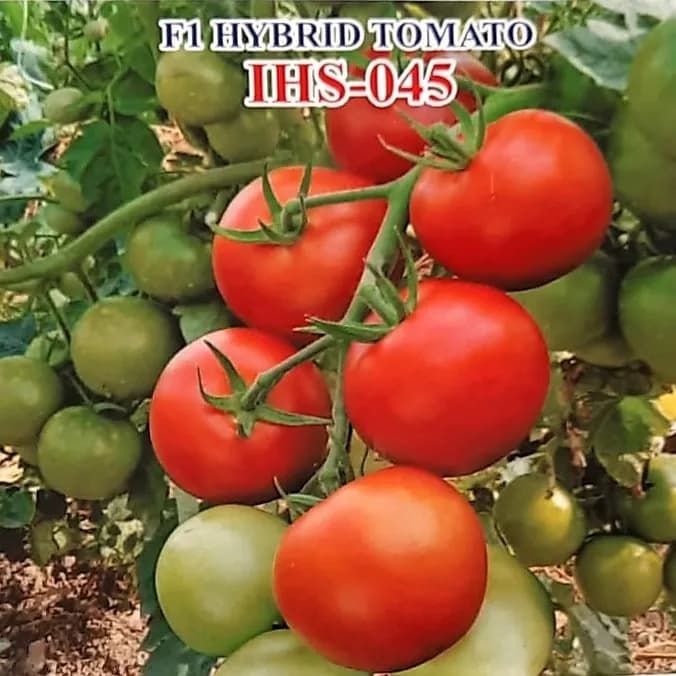Iris IHS-045 F1 Hybrid Tomato Seeds, Oblate Round, Glossy Red, TYLCV Tolerant Variety - Image 2