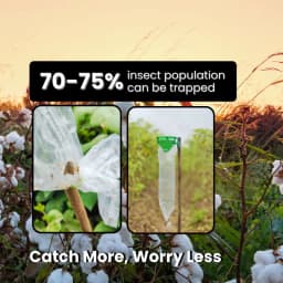 Chipku Pheromone Trap Funnel With Pink Bollworm Lure To Catch Insect Moth Of Pink Bollworm (PBW) (Pectinophora Gossippiella) In Cotton Crop. 7